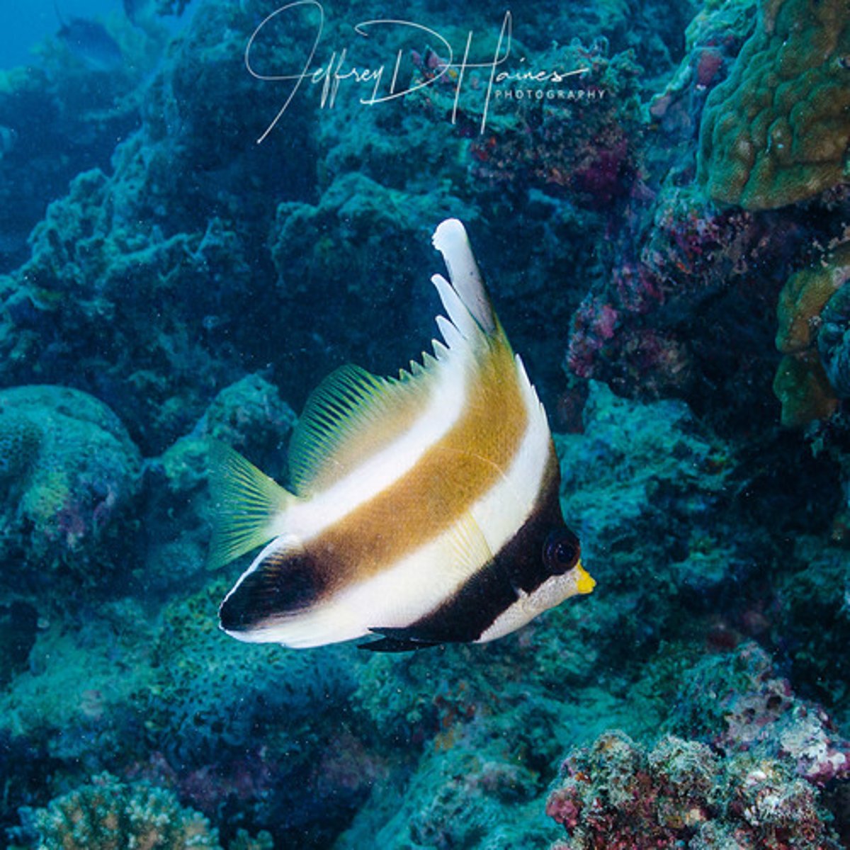 <p>Heniochus chrysostomus</p>