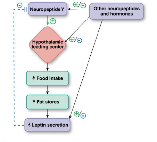 <p>Neural Factors</p><ul><li><p>Feeding Center</p></li><li><p>- Satiety Center</p></li></ul><p>Hormonal Input</p><ul><li><p>CCK → released by digestive tract in response to proteins and lipids</p></li><li><p>Insulin → released by pancreas in response to high glucose. insulin = carbohydrate</p></li><li><p>Leptin → released by adipose tissue</p></li></ul><p></p>