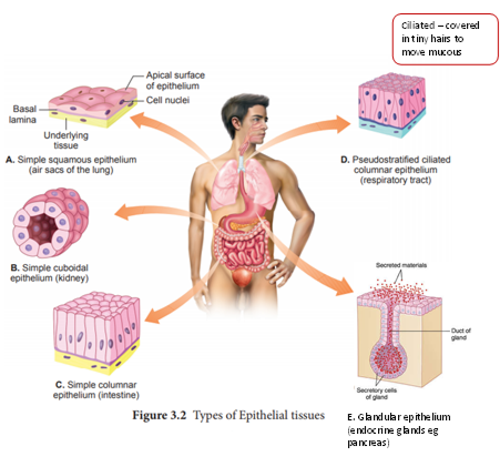 <p>What are the 5 types of epithelial tissue?</p>