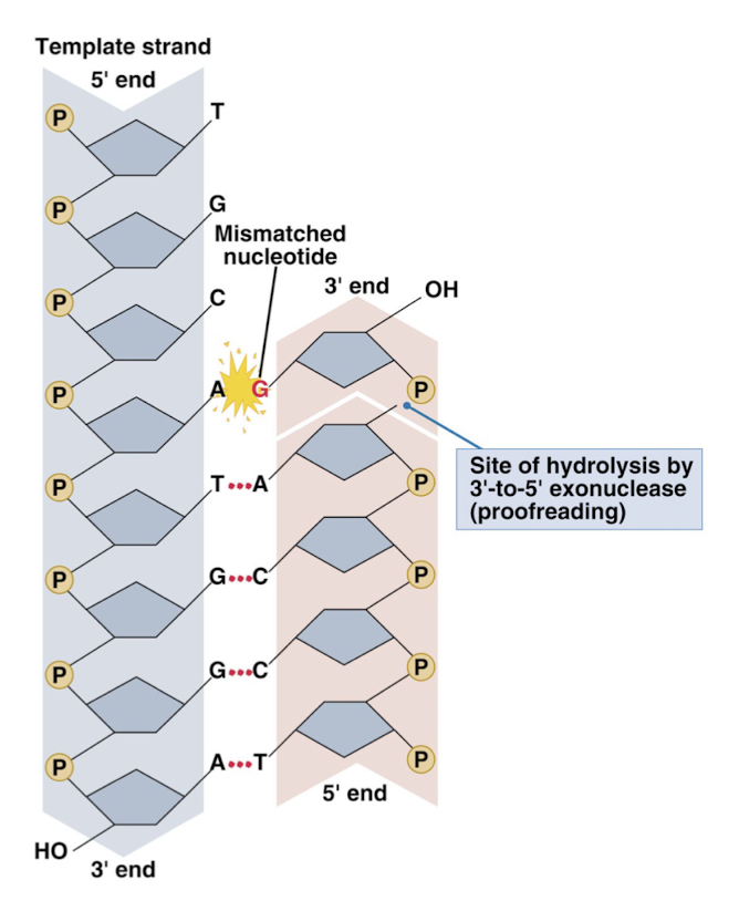 <p>when an incorrect base pair is formed, an enzyme cuts the DNA so that the incorrect nucleotide will be removed- ex: A-G removed because complimentary pairing should be A-T</p><p><strong>endonucleases</strong>: enzymes that cleave the phosphodiester bond within a polynucleotide chain</p><p><strong>exonucleases</strong>: enzymes that cleave phosphodiester bonds at the end of a polynucleotide chain</p><ul><li><p>DNA polymerase can act as a 3’-to-5’ exonuclease</p></li></ul><p></p>