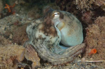<p>MOLLUSCA Western rock octopus</p>