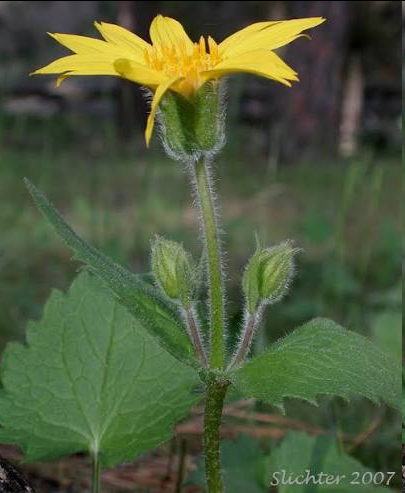 <p><span style="font-family: "Open Sans";">Heartleaf arnica (</span><span style="font-family: "Google Sans", "Arial", "sans-serif", "Noto Color Emoji";"><em>Arnica cordifolia</em></span><span style="font-family: "Open Sans";">)</span></p>