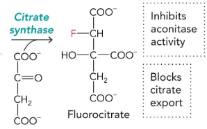 <p>can be turned into flurocitrate → inhibits aconiase activity and blocks citrate export</p>
