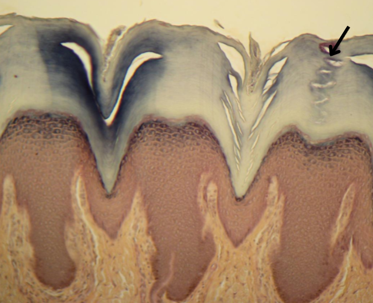 knowt flashcard image