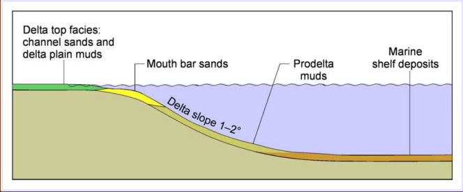 <p>Where rivers enter bodies of water and supply sediment more rapidly than they can be redistributed by basinal processes. All river influenced, regressive</p><p>Moat sediment is river-derived; upward coarsening due to outward progradation</p>