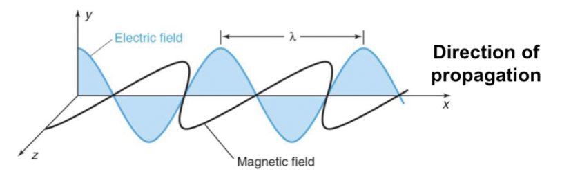 <p>EMR is represented as  oscillating electric (E) and magnetic (M) fields</p><ul><li><p>both fields oscillate in-phase along a linear path and are oriented at perpendicular angles to each other (plane polarized)</p></li></ul><p></p>