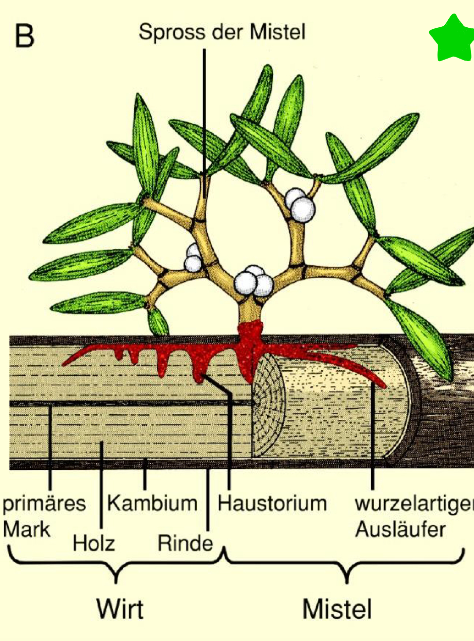 <ul><li><p>= Halbparasiten, mit Chlorophyll </p></li><li><p>Augentrost </p></li><li><p>Wachtelweizen </p></li><li><p>Klappertopf </p></li><li><p>Läusekraut </p></li><li><p>Mistel </p></li></ul><p></p>