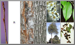 <p>Roasaceae - Prunus serotina</p>