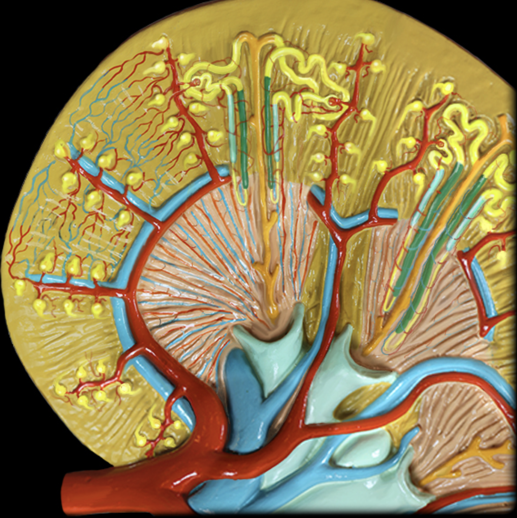 <p>Afferent arteriole</p>