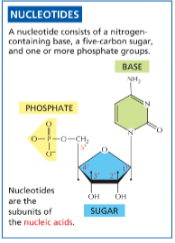 <ol><li><p class="Paragraph SCXW50551288 BCX8" style="text-align: left;"><span style="line-height: 20.925px;"><span>Sugar w/ five carbon atoms </span></span></p></li></ol><ul><li><p class="Paragraph SCXW50551288 BCX8" style="text-align: left;"><span style="line-height: 20.925px;"><span>Sugar is either ribose or deoxyribose </span></span></p></li></ul><ol start="2"><li><p class="Paragraph SCXW50551288 BCX8" style="text-align: left;"><span style="line-height: 20.925px;"><span>Phosphate group </span></span></p></li></ol><ol start="3"><li><p class="Paragraph SCXW50551288 BCX8" style="text-align: left;"><span style="line-height: 20.925px;"><span>Nitrogen-containing base </span></span></p></li></ol><ul><li><p class="Paragraph SCXW50551288 BCX8" style="text-align: left;"><span style="line-height: 20.925px;"><span>Total of 5 different types of base </span></span></p></li></ul><p></p>