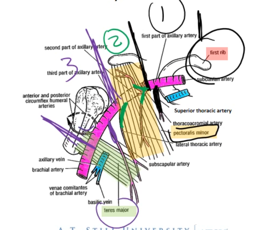 <p>Becomes axillary a. when passes over 1st rib •</p><p></p><p>3 sections (divided by <span style="color: yellow;"><strong>pectoralis minor m.)</strong></span></p><ul><li><p>1st section: 1 artery</p></li><li><p>2nd section: 2 arteries</p></li><li><p>3rd section: 3 arteries</p></li></ul><p></p>
