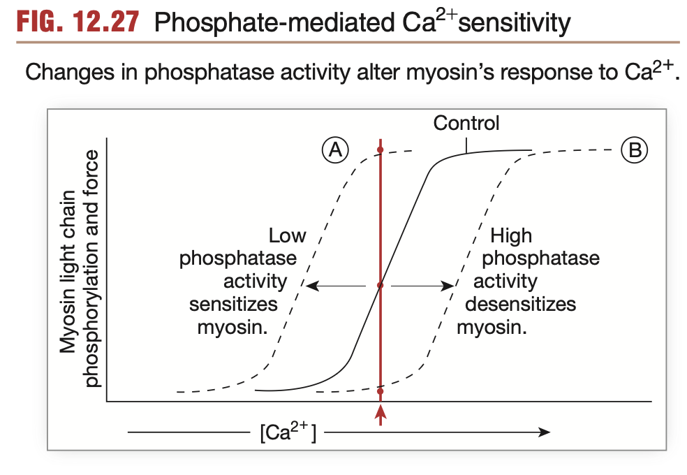 <p>MLCP controls Ca2+ sensitivity:</p><ul><li><p><strong><mark data-color="blue" style="background-color: blue; color: inherit;">Increase</mark></strong><mark data-color="blue" style="background-color: blue; color: inherit;"> in MCLP (phosphatase)</mark> activity → Decreases myosin-ATPase activity → Decreases muscle force → <mark data-color="red" style="background-color: red; color: inherit;">muscle </mark><strong><mark data-color="red" style="background-color: red; color: inherit;">relaxation</mark></strong></p></li></ul><p></p><ul><li><p><strong><mark data-color="blue" style="background-color: blue; color: inherit;">Decrease</mark></strong><mark data-color="blue" style="background-color: blue; color: inherit;"> in MCLP (phosphatase)</mark> activity → Increases myosin-ATPase activity → Increases muscle force → <mark data-color="red" style="background-color: red; color: inherit;">muscle </mark><strong><mark data-color="red" style="background-color: red; color: inherit;">contraction</mark></strong></p></li></ul><p></p><p>MCLP activity can be influenced by <mark data-color="green" style="background-color: green; color: inherit;">Pharmacomechanical</mark> regulation (<mark data-color="blue" style="background-color: blue; color: inherit;">Neurotransmitters, hormones or paracrine signals)</mark></p>