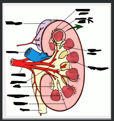 <p>What structure is arrow pointing to?</p>