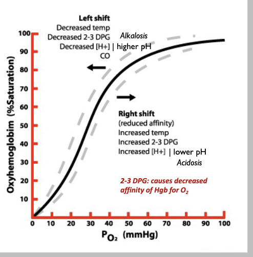 <ul><li><p>once o2 binds one heme, its easier to bind the next</p></li><li><p>normal half sat is at 26 mmHg</p><ul><li><p>shifting to left means Hb has higher affinity (need a lower half sat to get 50% Hb bound to o2), right shift means half sat increase or Hb has lower affinity </p></li></ul></li></ul><p></p>