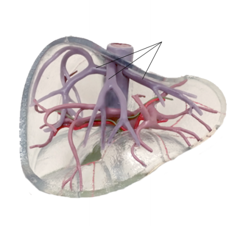 <p><span>Name the structure</span></p>