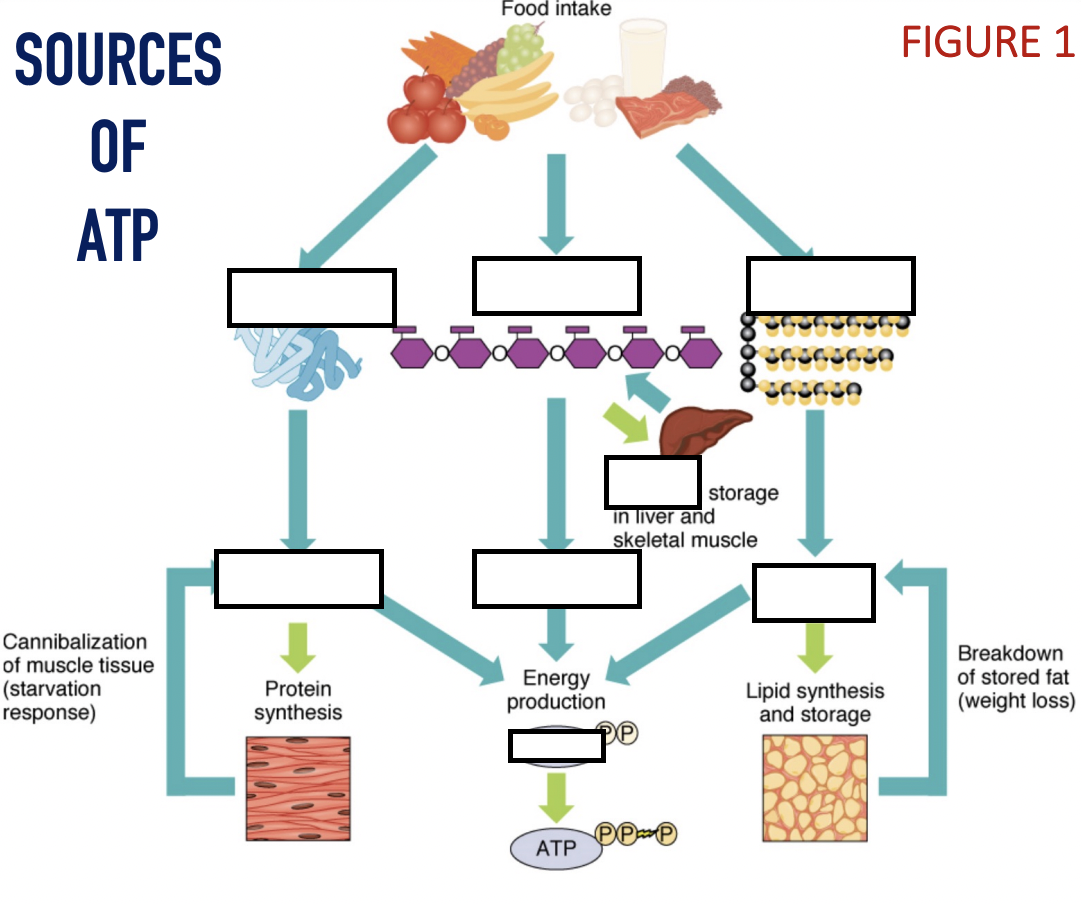 <p>fill in the diagram detailing how ATP is sourced from food intake. also specify which pathways are anabolic and catabolic</p>