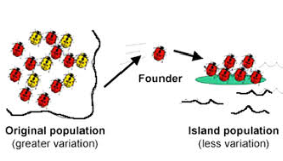 <p>When a small group leaves and starts a new colony.</p>