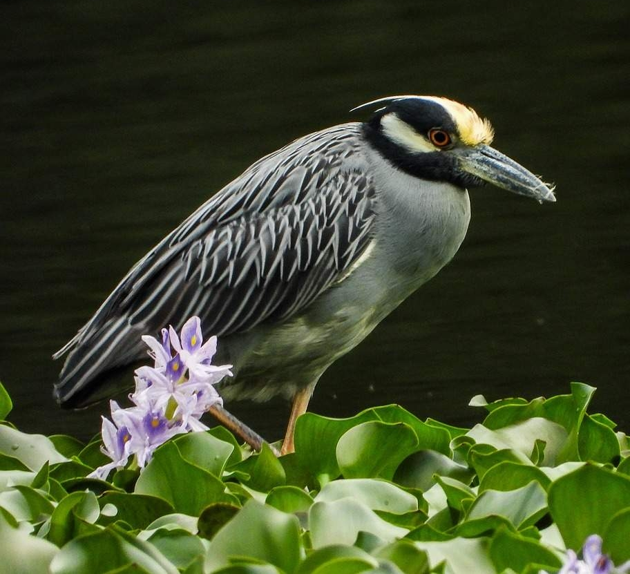 <p>It forages during the day or night and specializes in stalking crustaceans in shallow wetlands and wet fields shaking them apart or swallowing them whole. this heron is more of a coastal bird. Like the Sandhill crane, its oldest fossil record is about 2.5 million years old. While Black-crowned night herons and Green herons have a similar form to this heron, you can clearly see the stark differences in their crowns. </p><p>Identifying features: </p><ul><li><p>Blocky head and thick neck</p></li><li><p>Boldy marked black head with white cheek patch </p></li><li><p>Yellow crown and head plumes (can be hard to see the color) </p></li><li><p>Gray underparts </p></li><li><p>Bright orange-yellow legs</p></li></ul><p></p>