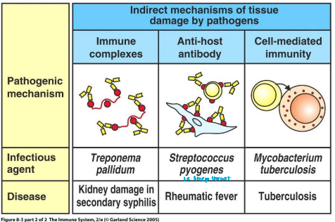 <p>What are <strong>indirect </strong>pathogen mechanisms of tissue damage?</p>