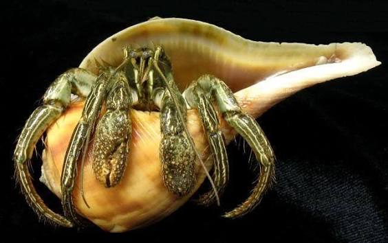 <p>What is the common name and scientific name of this organism </p>