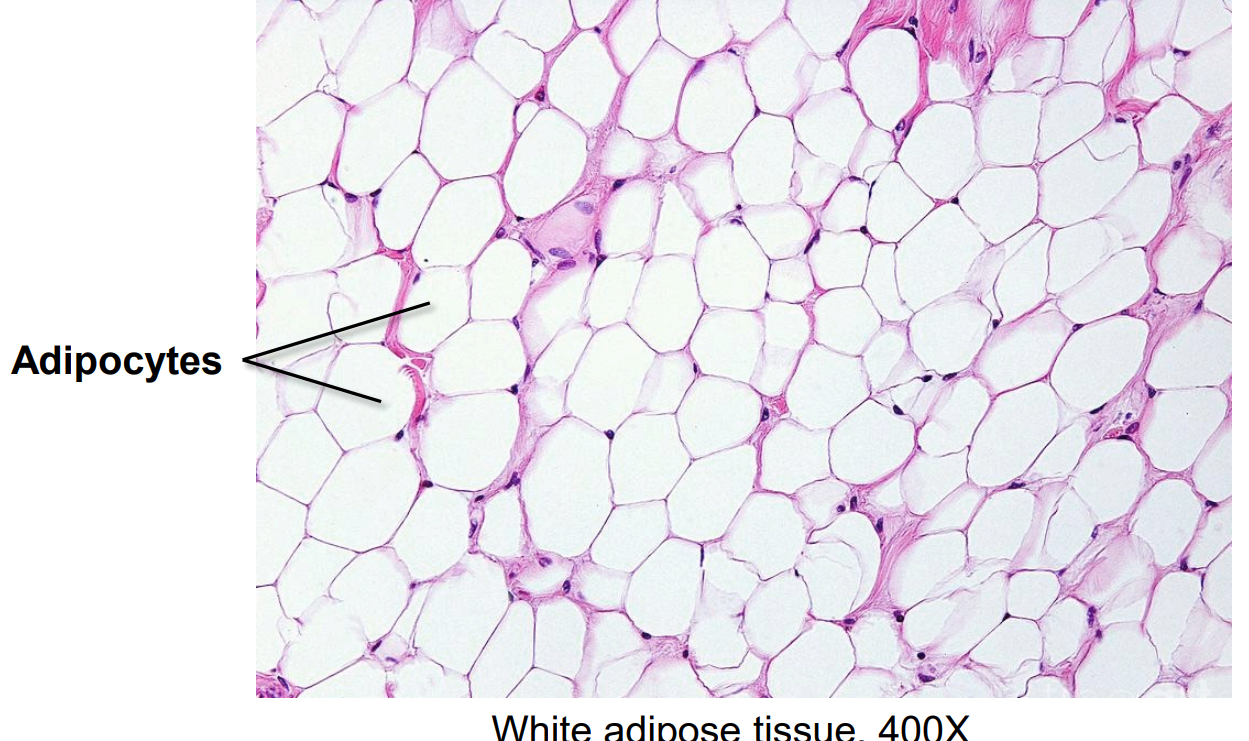 <p>Connective tissue specialized for fat storage, insulation, and cushioning.</p>