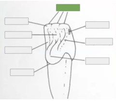 <p>rounded extensions of the labial loads</p>
