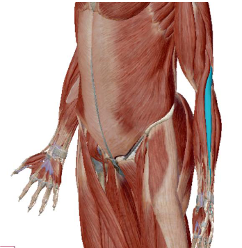 <p>what muscle is this</p>