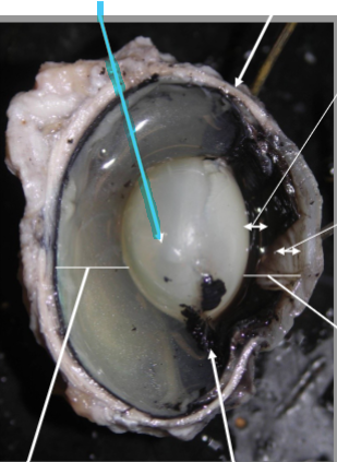 <p>What is the arrow pointing at?</p>