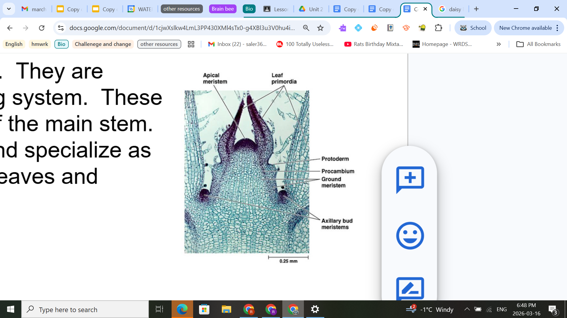 <p>Growth in the apical meristems is more complex.  They are located in the buds at the very tips of the growing system.  These areas also allow plants to grow side branches off the main stem.  Cells produced by the apical meristems divide and specialize as they form the new tissue systems of the stems, leaves and flowers.</p><p>ask miss barrick if we need to know these pics</p>