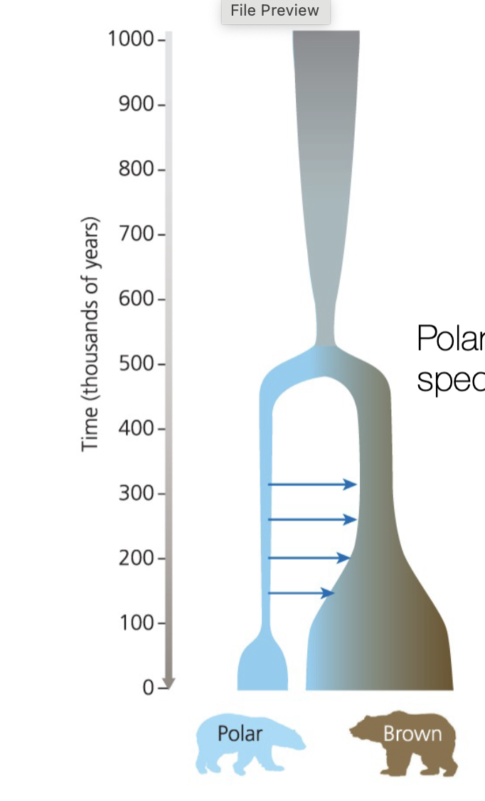 <p>(Polar bears distinct species ~ 500K ya)</p><p>polar bears isolated in greenland, had to adapt. </p><p>Ecological speciation &amp; interspecies gene flow</p>