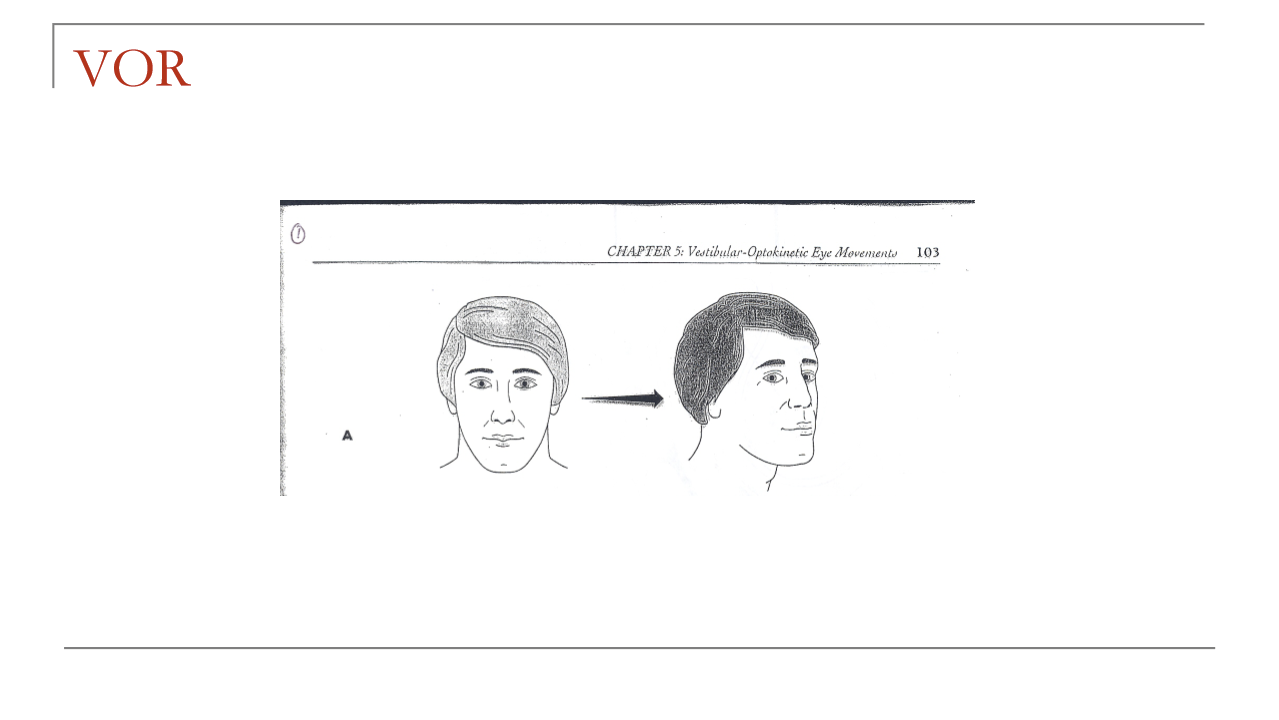<p>The VOR stabilizes images on the retina during head movement by producing compensatory eye movements, which helps preserve visual clarity, object recognition, and localization.</p>
