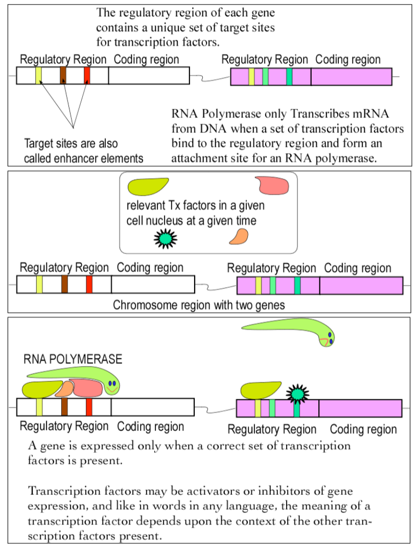 <p>The expression of a gene is initiated when transcription factors, which are most often proteins, bind to elements of the regulatory region of the gene and attract RNA polymerase to begin transcription. The product of this process is mRNA which in turn must exit the nucleus in order for protein synthesis, aka translation, to begin.</p>