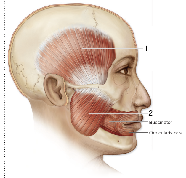 <p>ID 1</p>