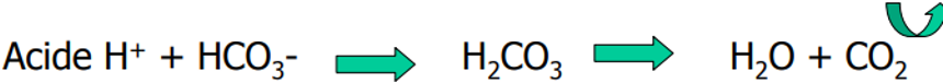 <ul><li><p>neutralisent les acides en dehors des cellules et les véhiculent vers les organes responsables de leur élimination </p></li><li><p>Le<span> <strong><u>bicarbonate</u></strong> est </span>le<span> principal tampon extra-cellulaire :</span></p><p class="MsoNormal"><span>-</span><span style="font-family: "Times New Roman"; line-height: normal; font-size: 7pt;">&nbsp;&nbsp;&nbsp;&nbsp;&nbsp;&nbsp;&nbsp;&nbsp; </span>Sa<span> concentration est élevée</span></p><p class="MsoNormal"><span>-</span><span style="font-family: "Times New Roman"; line-height: normal; font-size: 7pt;">&nbsp;&nbsp;&nbsp;&nbsp;&nbsp;&nbsp;&nbsp;&nbsp; </span><span>Système très efficace </span>:<span> </span>il<span> </span><span style="background-color: rgb(124, 239, 102);"><mark data-color="#ffffff" style="background-color: rgb(255, 255, 255); color: inherit;">&nbsp;ne se sature pas</mark></span></p><p class="MsoNormal"><span>-</span><span style="font-family: "Times New Roman"; line-height: normal; font-size: 7pt;">&nbsp;&nbsp;&nbsp;&nbsp;&nbsp;&nbsp;&nbsp; </span><span style="background-color: rgb(255, 239, 102);">Dans le corps humain, ce système de tampon est dit « <strong>ouvert </strong>», c’est-à-dire </span><span>&nbsp;</span><span style="background-color: rgb(255, 239, 102);">que l’acide généré est <strong>éliminé par la respiration </strong>, et le bicarbonate régénéré </span><span>&nbsp;</span><span style="background-color: rgb(255, 239, 102);">par le rein.</span></p></li></ul><p></p>