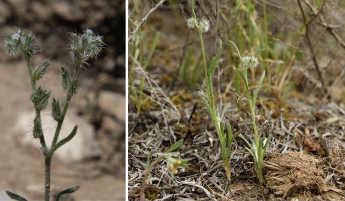 <ul><li><p>Desert cryptantha</p></li><li><p>Forget-me-not family</p></li></ul><p></p>