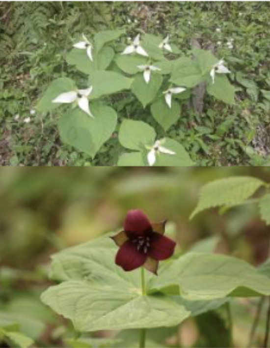 <p>Sessile leaves<br>Light green sepals<br>Petals garnet to white</p>