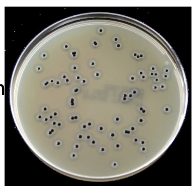 <ul><li><p><strong>S. aureus</strong> → black colonies + clearing (enzyme activity)</p></li><li><p>Others inhibited or atypical → lack these enzymes</p></li></ul><p></p>