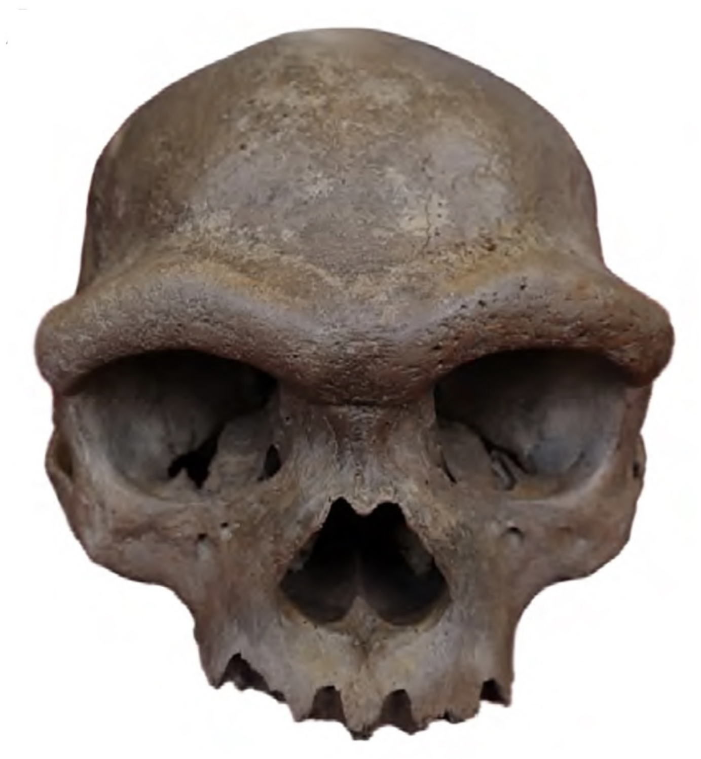 <p>Denisovans</p>
