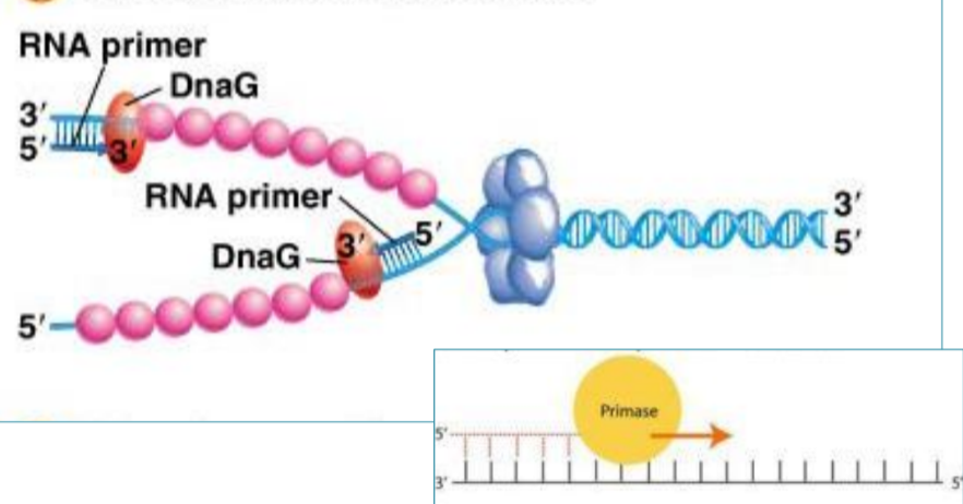 <p>Primase</p>