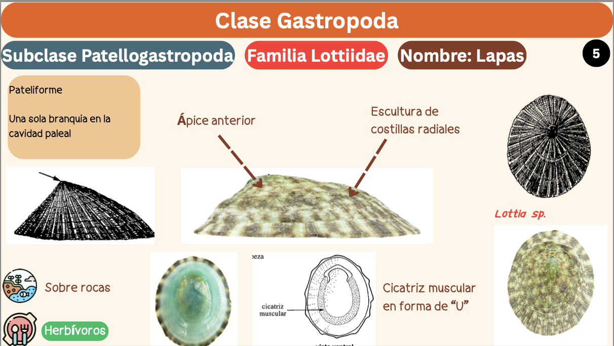 <p><strong>FILO </strong>Mollusca<strong><br>CLASE </strong>Gastropoda (Concha espiral, torsión del cuerpo, pie locomoción)<br><strong>SUBCLASE</strong> Patellogastropoda<br><strong>FAMILIA </strong>Lottiidae<br><strong>GÉNERO </strong><em><u>Lottia sp</u></em><br><strong>NOMBRE COMÚN </strong>Lapas<strong><br>CARACTERÍSTICAS </strong>Cicatriz muscular en “U”, Ápice anterior, estructura de costillas radiales. Pateliformes, una sola branquia en la cavidad paleal.<br><strong>RÁDULA </strong>Docoglossa<strong><br>ALIMENTACIÓN </strong>Herbívoros<strong><br>HÁBITAT </strong>Sobre rocas</p>