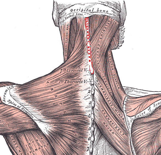 <p>A connective tissue that stretches during cervical flexion, allowing the head to come back to an upright position using with the help of its elasticity </p><ul><li><p>O: external occipital protuberances </p></li><li><p>I: C7 spinous process</p></li></ul><p></p>