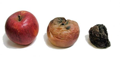 <p>Thối rữa; thiu; hỏng</p>