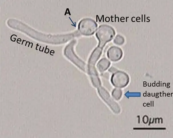 <p>Production of germ tubes</p>