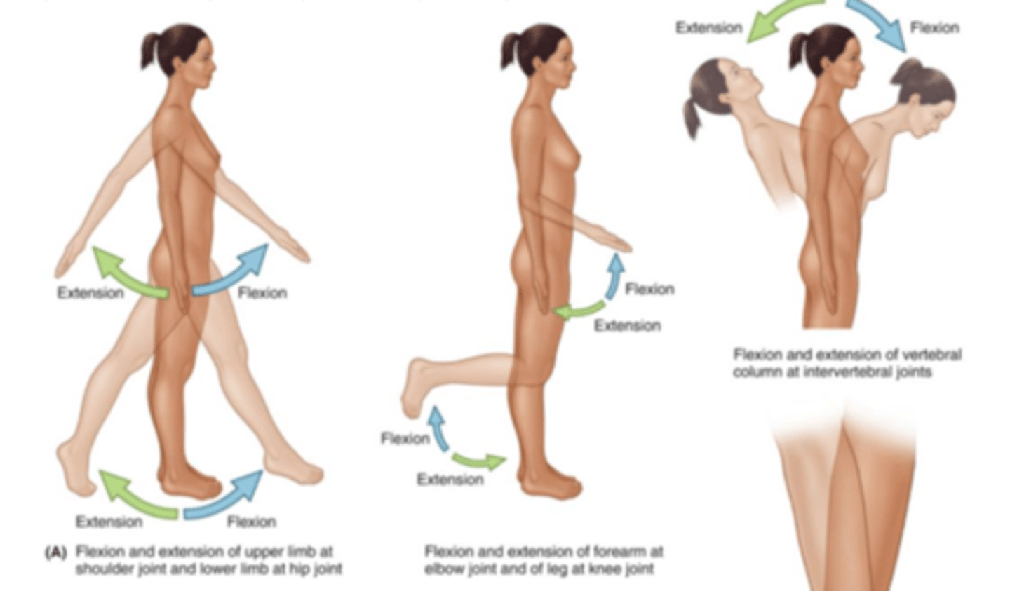 <p>Bending a joint at the shoulder, hip, elbow, knee or vertebral column backward.</p>