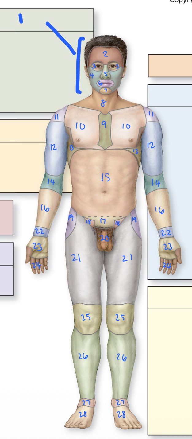 <p>10</p>
