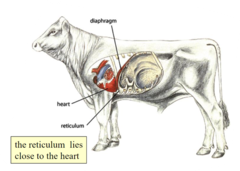<p>sharp objects --> reticulum (right wall) --> liver --> hepatitis and live abscess</p>