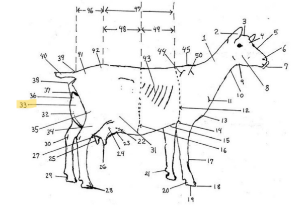 knowt flashcard image