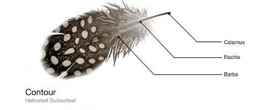 <p>The outermost feathers: gives bird its form. Incl: Wing feathers, tail feathers, and coverts</p><p></p>