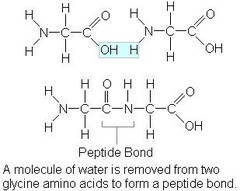 <p>By the condensation of many amino acids</p>