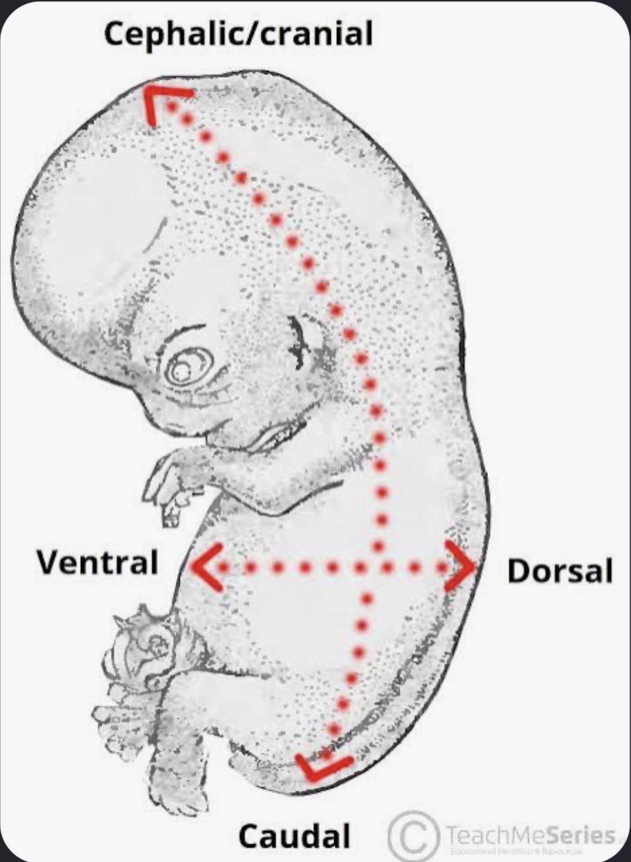 <p>Caudal</p>